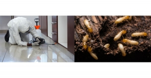 Top Factors That Affect the Cost of Termite Treatment Services