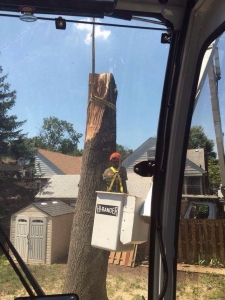 Why Professional Tree Removal is Safer than DIY