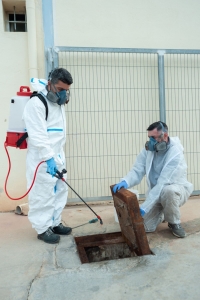 Fast and Reliable Bed Bugs Control Mississauga