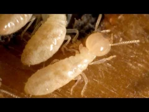 Found Tiny Baby Termites in Wood? Here’s What to Do