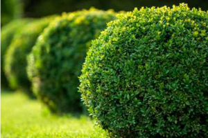 Improve Your Outdoor Space with Bytendorp Enterprises Landscaping