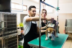 Top Professional Dog Groomers in Dubai | Quality Grooming Services