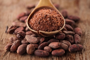 Establishing a Cocoa Bean Processing Plant: Essential Steps