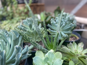 Beautify Your Space with Plants for Small Pots in Muttontown and Elegant Garden Décor