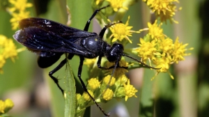 The Role of Black Wasps in Texas Ecosystems