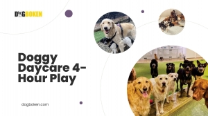 For Whom Doggy Daycare 4-Hour Play Is Ideal?