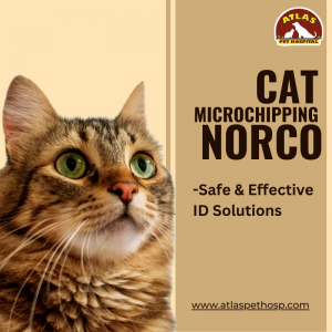 What Happens If Your Dog's Microchip Is Never Updated?