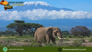 Beyond Self-Drive: The Real Perks of Chauffeured Car Hire in Tanzania