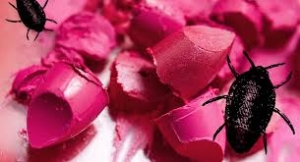 Carmine Market Report, Industry Trends and Report 2025-2033
