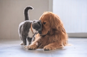 Top Dog & Pet Groomers in Delhi | Premium Pet Grooming by Pet Groomly