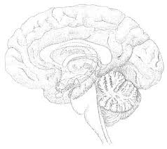 Lenegres Disease Market Size, Trends, and Growth Analysis 2025-2032