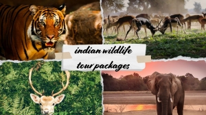 Indian Wildlife Tour Packages for Real Nature Lovers