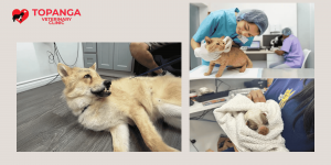 Why Residents Trust This Pet Hospital for Their Pets