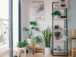 7 Houseplants to Purify Air
