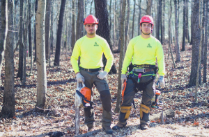 Tree Service Weddington or Union