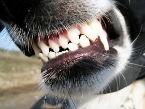 When Animals Attack: Why You Need an Experienced Animal Attacks Attorney