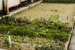 Evaluating Moisture Retention Performance Across Different Mulching Materials
