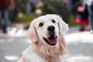 How Do I Cope With Grief After an At-Home Pet Euthanasia in Seattle?