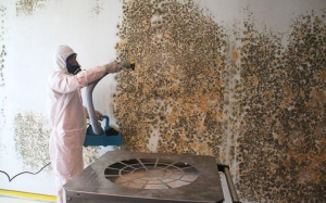 Commercial Mold Removal: What Businesses Must Know