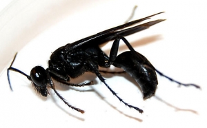 Black Wasp in Texas: Identification, Risks, and Professional Removal Tips