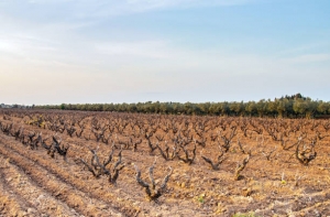 Unlocking the Growth Potential of the Soil Amendments Market: Trends, Innovations, and Sustainability Drivers