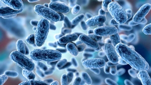 Top Trends In The Pertussis Market 2025 : Enhancing Pediatric and Adult Vaccine Coverage