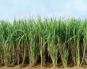 How Sugarcane Farming is Transforming Rural Economies in Uttar Pradesh
