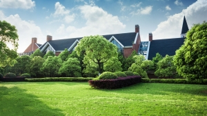 From Dull to Dreamy: Create a Lush Green Backyard