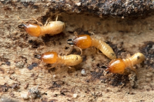 Best Termite Barriers for New and Existing Homes (2025 Guide)