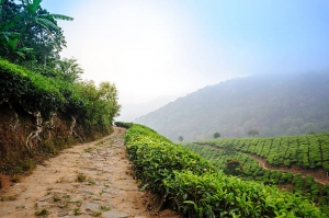 Kerala’s Best Hill Stations for a Cool Getaway 