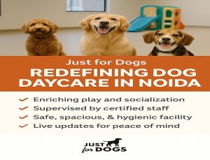 Just for Dogs: Redefining Dog Daycare in Noida