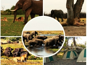 Discover The Beauty Of Nature With Okavango Delta Safari