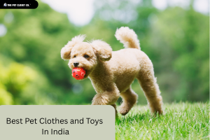 Discover the Best Pet Clothes and Toys in India for Your Furry Friend – Only at The Pet Closet