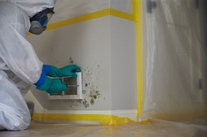 Professional Mold Solutions to Protect Your Property