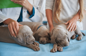 The Benefits of Dog Massage for Your Pet’s Health and Wellbeing