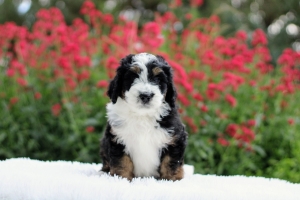 Top 8 Bernedoodle Breeders in Utah Known for Quality and Care