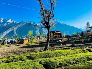 Escape the Ordinary: Why Cottages in Dalhousie Are Your Best Bet | call for booking + 91-7973954996