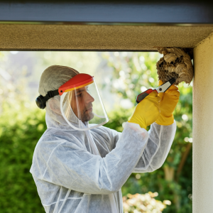 Wasp Nest Removal Toronto: Protect Your Home and Family