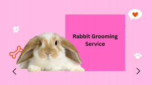 The Ultimate Guide to Rabbit Grooming: Why Your Bunny Needs More Than Just Cuddles