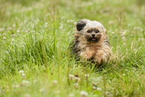 What to Do With Your Dog While You're at Work: Doggy Day Care in Los Angeles as a Smart Solution