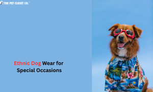 Celebrate in Style: Ethnic Dog Wear for Special Occasions by The Pet Closet Co.
