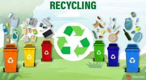 What Is Container Recycling and Why Is It Crucial for a Greener Future?