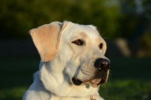 Feeding Dogs with Diarrhea: What to Offer and What to Avoid