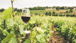 The Ultimate Wine Country Escape: Sonoma Wine Tour Packages and Napa Valley Transportation
