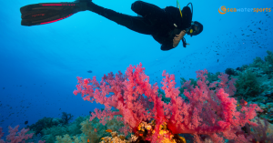 Scuba Diving in Pondicherry