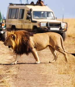 The Ultimate Tanzania Tour Guide: What to See, Do, and Experience