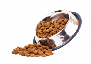 Is Grain-Free Dog Food Better?