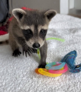 Buy Male and Female Raccoon Puppies