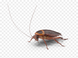 What Baby Termites Really Look Like – With Pictures & Prevention Tips