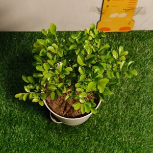 Decorate Your Home with Fresh Interior Plants and Ferns